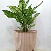 گل و گیاه|گل و گیاه طبیعی|صدرا-فارس, فاز ۱|دیوار