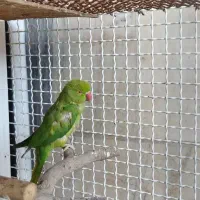 معاوضه ملنگو با خورشیدی یا گرین چیک یا رد چیک