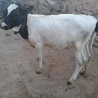 گاوگوساله