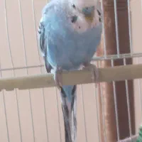 مرغ عشق|پرنده|مهربان, |دیوار