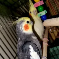 عروس هلندی جفت مولد|پرنده|محمدشهر, شهرک پیام (مهرالبرز)|دیوار