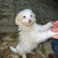 سه تا شیتزو قیمت خوب|سگ|تهران, بلوار کشاورز|دیوار