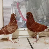 کفتر کبوتر جوجه