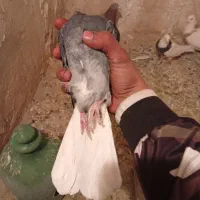 ۱۰ عدد کبوتر طوقی و نامور پراندنی|پرنده|همدان, |دیوار