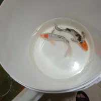 فروش ماهی کوی