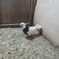 طوقی|پرنده|نظرآباد, نجم آباد|دیوار