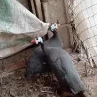 مرغ مصری
