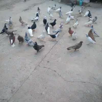 کفتر پرشی وجفتی