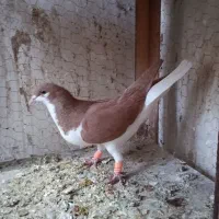 کفتر خوشرنگ زرد