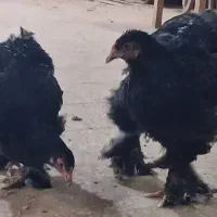 مرغ برهما|حیوانات مزرعه|قم, کلهری|دیوار