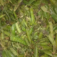 نخود فرنگی