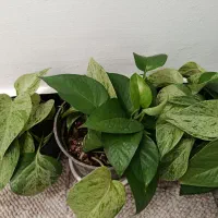 گلهای طبیعی زیبا