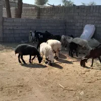 گوسفند|حیوانات مزرعه|بم, |دیوار