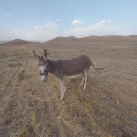 الاغ ماده با کره ماده|حیوانات مزرعه|کوهدشت, |دیوار