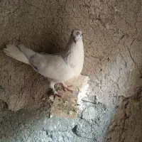 جونه کاکلی میخام