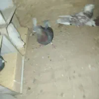 کبوتر به شرط