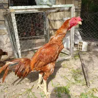 خروس لاری نسل|حیوانات مزرعه|تهران, ترمینال جنوب|دیوار