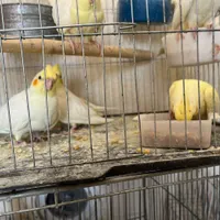 عروس هلندی لوتینو زعفرونی|پرنده|شیراز, دباغ خانه|دیوار