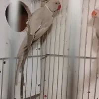 طوطی ملنگو البینو ،طوسی و سبز مولد|پرنده|شیراز, غدیر جنوبی|دیوار