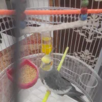 عروس هلندی بالغ نر