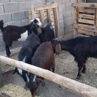 کهره چاق
