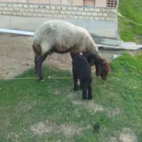 گوسفند بابره