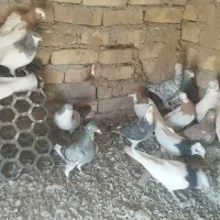 کبوتر|پرنده|اسفرورین, |دیوار