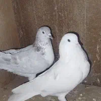 کفتر کبوتر تهرانی