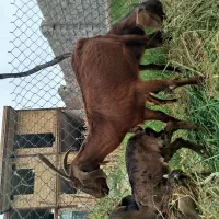 بز دورگ نجدی دو قلوزا