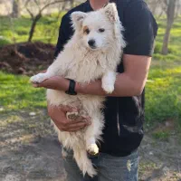 پامر روباهی