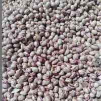 فروش 5تن لوبیا چیتی درجه یک