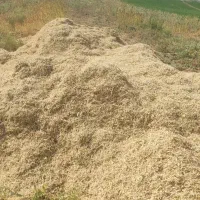 کاه‌لوبیاقرمز