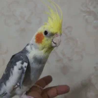 عروس هلندی سخنگو پر کلام