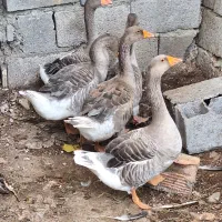 غاز محلی بالغ