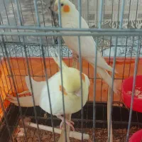 عروس هلندی جفت مولد واقعی با۲تا جوجه|پرنده|گلستان (تهران), |دیوار