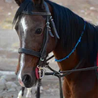 مادیان شکم طلا تایید ۱ کوردابستن با کره نریان مشکی