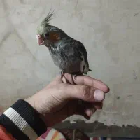 عروس هلندی نر و ماده|پرنده|شوشتر, |دیوار