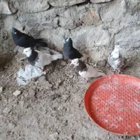 کفتر طوقی|پرنده|دهدشت, |دیوار