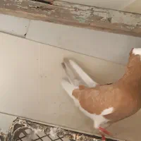 کبوتر|پرنده|بندر ترکمن, |دیوار