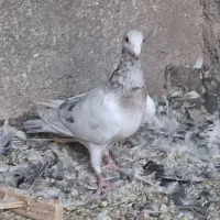 کفتر