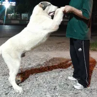 توله سگ نر نژادآلابای