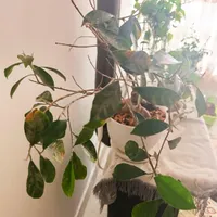 گل بونسای