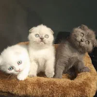 بچه گربهای اسکاتیش