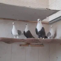 کفتر کلاغ و پشت گراف