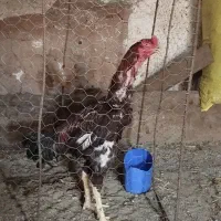 خروس لاری