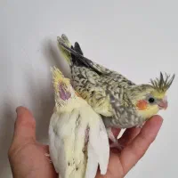 جوجه سرلاکی