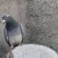 کبوترماده سبزابلغ