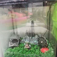 اکواریوم شیشه خم