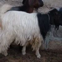 بز نر