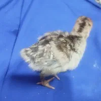 جوجه بوقلمون یک هفته ای|حیوانات مزرعه|بندر ماهشهر, |دیوار